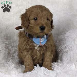 Cupid, Mini Goldendoodle Puppy